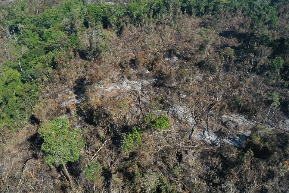 Dados preliminares apontam queda no desmatamento da Amazônia em janeiro