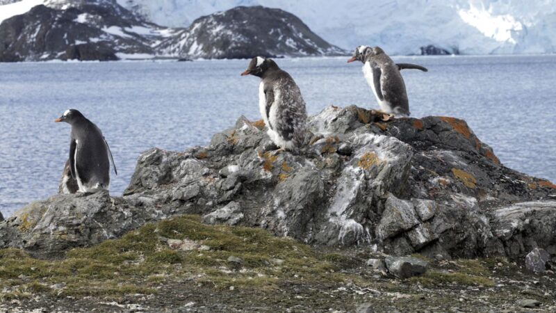 Nível de gelo marinho tem baixa recorde na Antártida e preocupa