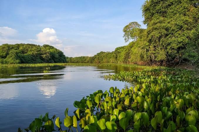 Governo federal cria sala de situação para prevenção e controle de incêndios no Pantanal