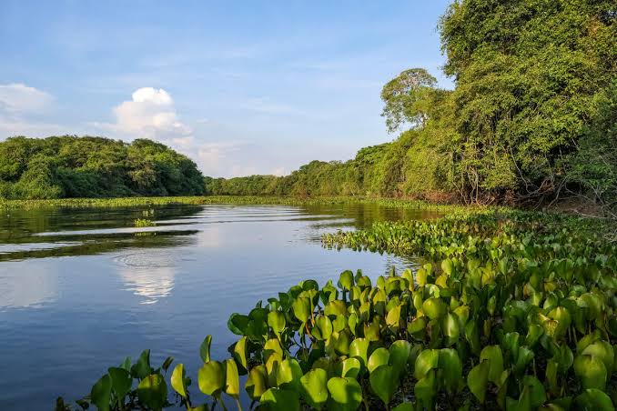 Governo federal cria sala de situação para prevenção e controle de incêndios no Pantanal