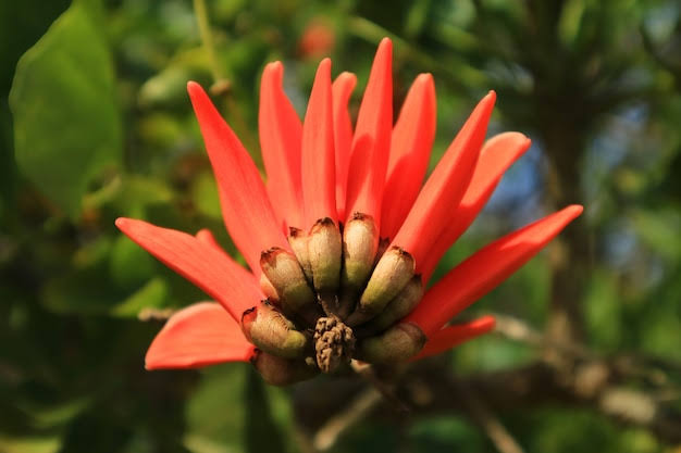 Pesquisadores mudam nome de mais de 200 espécies de plantas para retirar expressão racista com pena de prisão na África