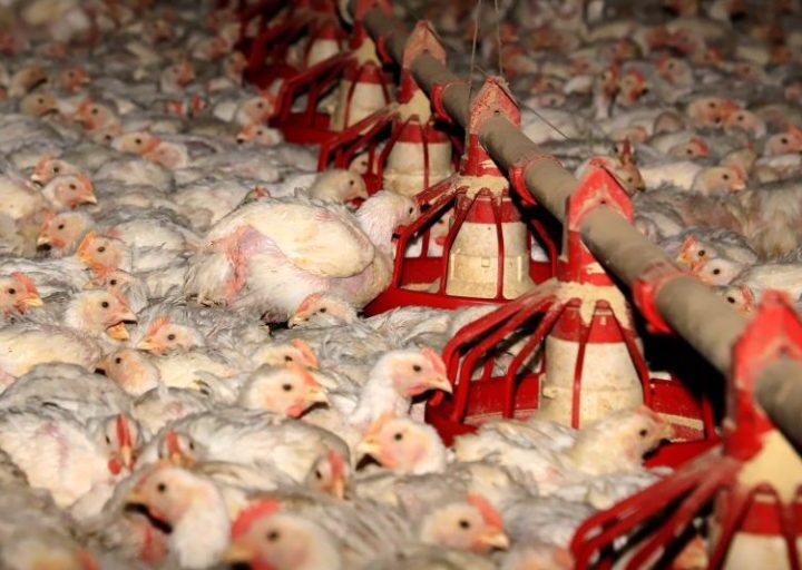 Produção agroecológica é alternativa a sistema cruel de produção de aves, causador de epidemias