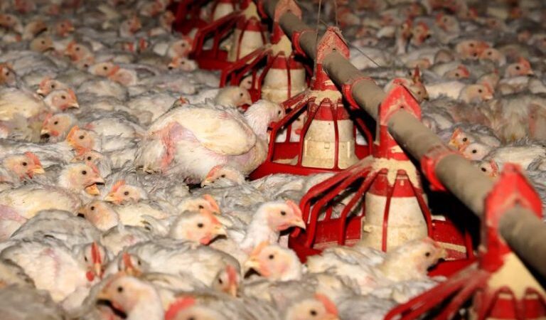 Produção agroecológica é alternativa a sistema cruel de produção de aves, causador de epidemias