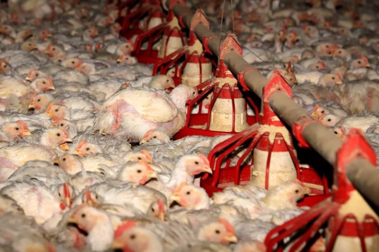 Produção agroecológica é alternativa a sistema cruel de produção de aves, causador de epidemias