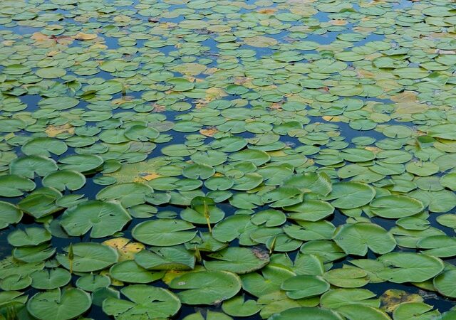 Países amazônicos defenderão fundo para preservar florestas