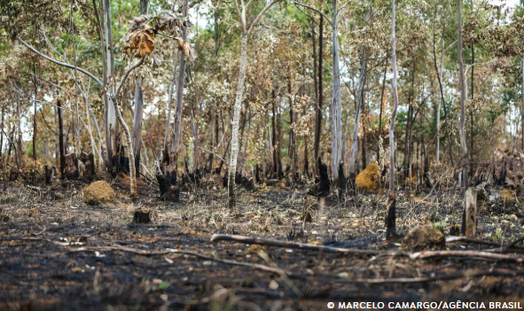 Ano de 2025 é quinto com maior área atingida por queimadas até agosto
