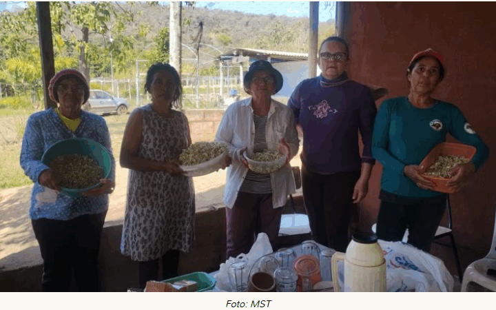 Mulheres do coletivo Raízes da Terra mantêm viva a tradição da semente crioula