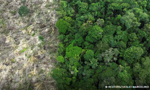 No Amazonas, 62% da exploração madeireira é feita ilegalmente