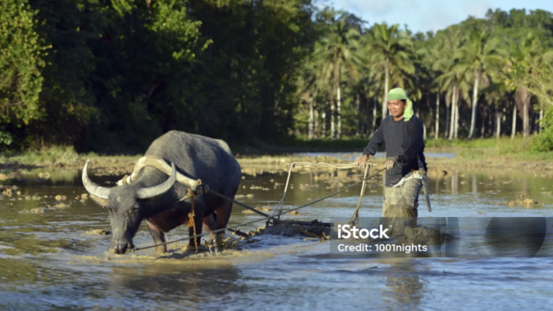 Promulgado protocolo da OIT contra trabalho forçado